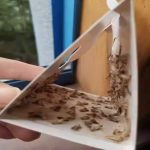 Hot sell pheromone moth trap high effective pantry moth traps eco-friendly moth traps - Image 3